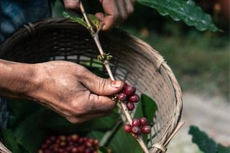 Cosecha de granos del fruto del café