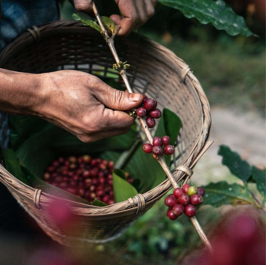 Cosecha de granos del fruto del café