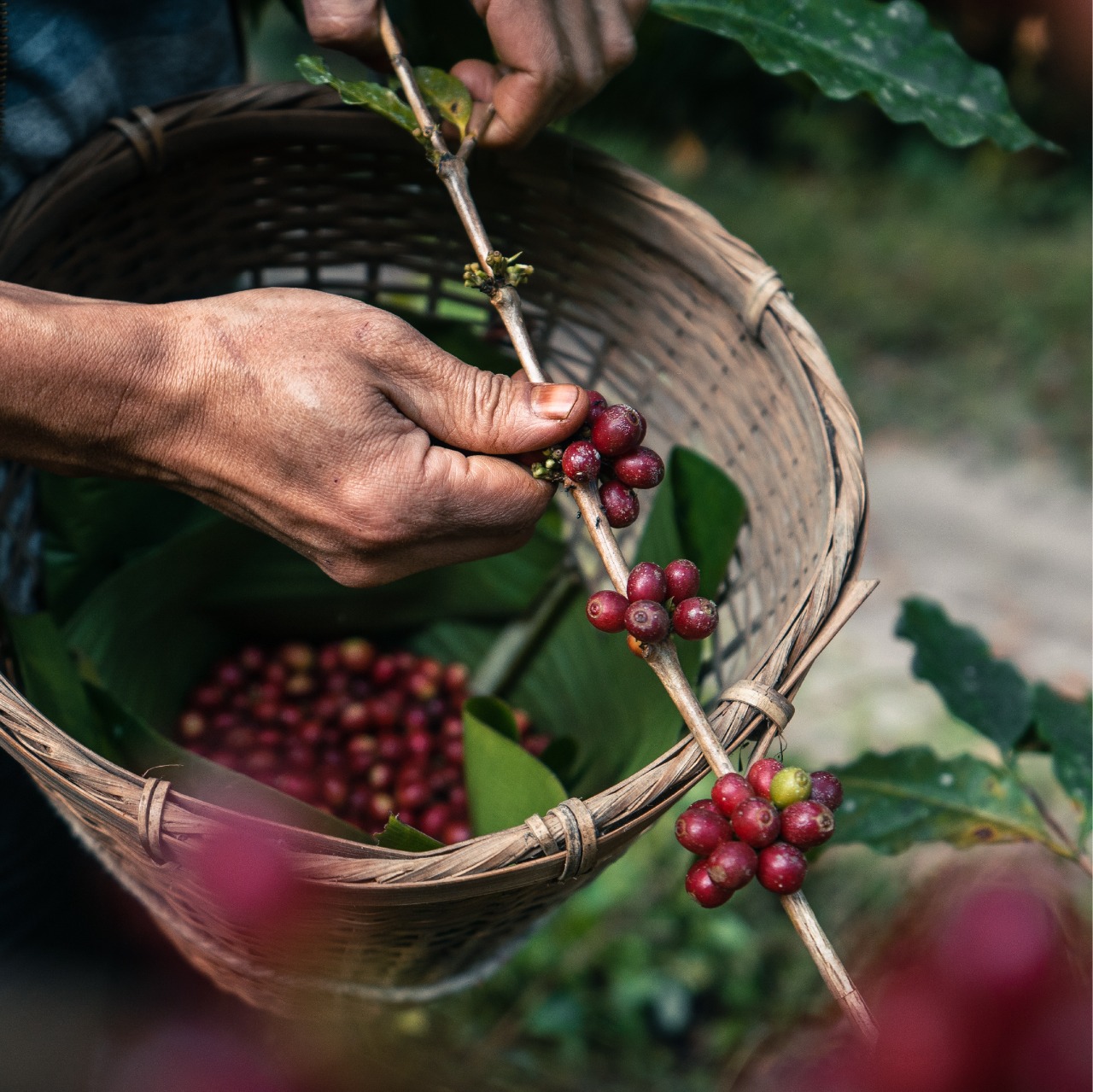 Cosecha de granos del fruto del café