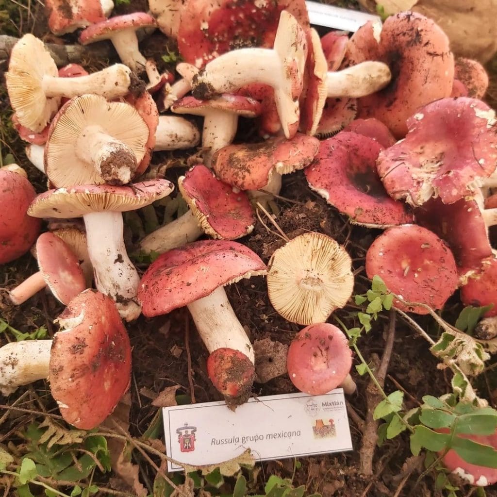 Cosecha de hogos rojos