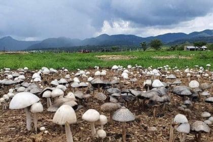 Colección de hongos