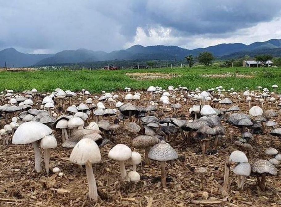 Colección de hongos