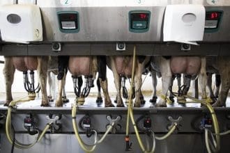 Vista de unas vacas en un centro de ordeño . Archivo EFE/ABIR SULTAN