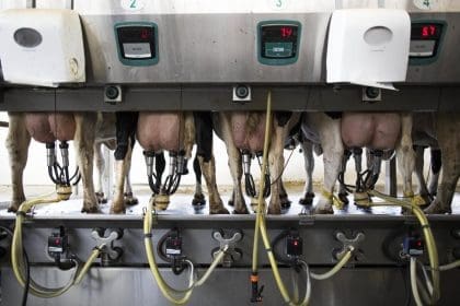 Vista de unas vacas en un centro de ordeño . Archivo EFE/ABIR SULTAN