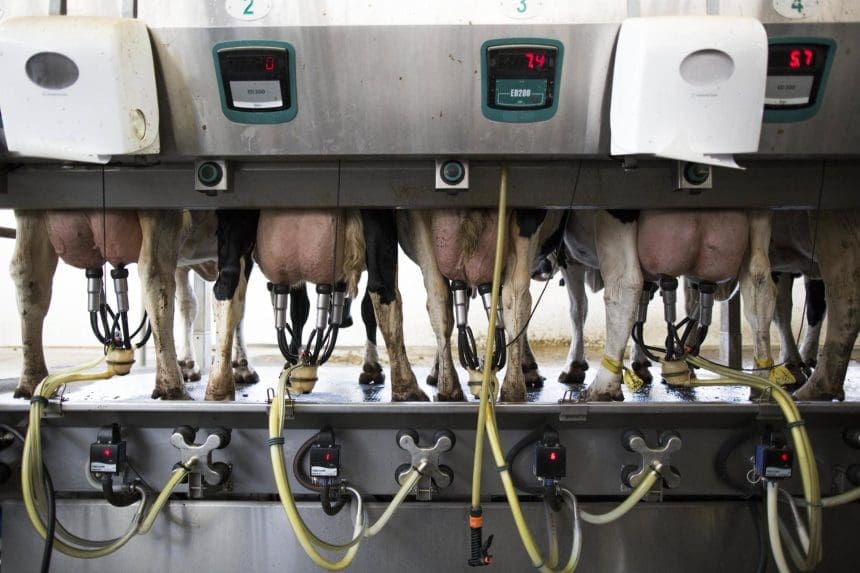 Vista de unas vacas en un centro de ordeño . Archivo EFE/ABIR SULTAN