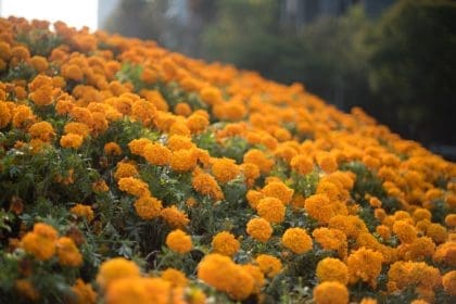 Su nombre proviene del nahuátl "cempohualxochitl" y significa veinte flores o varias flores y era comparada con el sol por su color.
