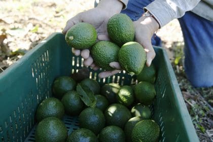 Fotografía de archivo en donde se ven aguacates Hass seleccionados. EFE/ Luis Eduardo Noriega A.