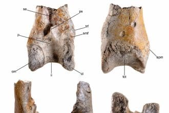 Imágenes del extremo del tibiotarso izquierdo de un ave del terror, un hueso de la parte inferior de la pata de las aves equivalente al de la tibia o espinilla humana, se remonta a la época del Mioceno, hace unos 12 millones de años. Crédito: Degrange et al.