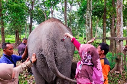 Con más de 100 kilos de peso y una altura de 83 centímetros al nacer, las autoridades medioambientales de Indonesia celebraron este martes el nacimiento de un elefante de Sumatra, una especie en peligro crítico de extinción. EFE/ Centro De Conservación De Recursos Naturales de Riau / ***SOLO USO EDITORIAL/SOLO DISPONIBLE PARA ILUSTRAR LA NOTICIA QUE ACOMPAÑA (CRÉDITO OBLIGATORIO)***