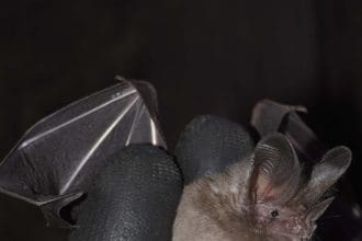 Fotografía cedida por Juan Diego Ariza de un murciélago Micronycteris sanborni. EFE/ Juan Diego Ariza