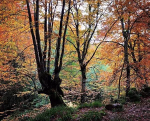 Talpa de Allende: Conoce el Bosque de Arce; un tesoro jalisciense
