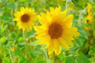Yellow Day: ¿Cuándo el día más feliz del año?