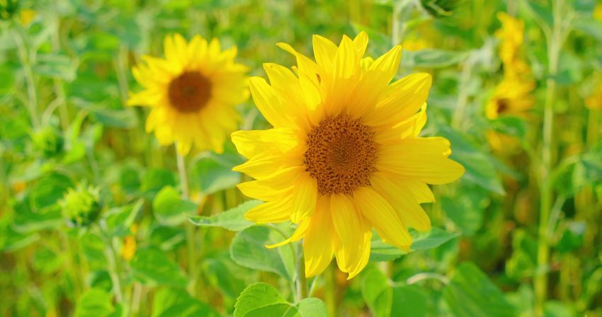 Yellow Day: ¿Cuándo el día más feliz del año?