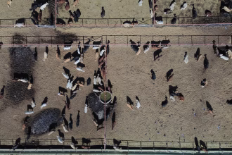 Fotografía aérea de ganado vacuno en Ciudad Juárez, Chihuahua (México). Imagen de archivo. EFE/ Luis Torres